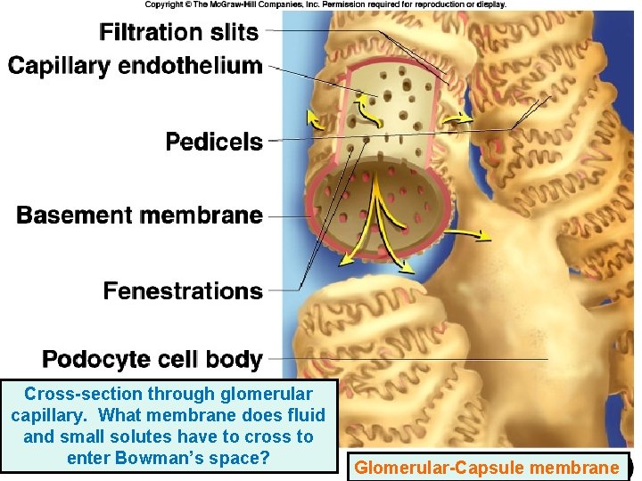 Cross-section through glomerular capillary. What membrane does fluid and small solutes have to cross