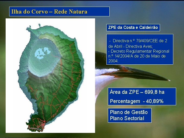 Ilha do Corvo – Rede Natura ZPE da Costa e Caldeirão - Directiva n.