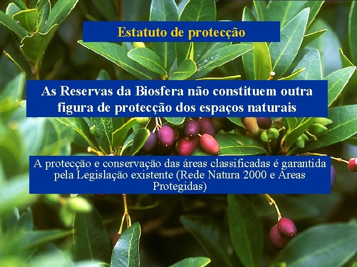 Estatuto de protecção As Reservas da Biosfera não constituem outra figura de protecção dos