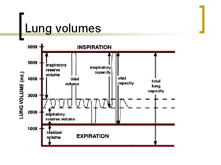 Lung volumes 