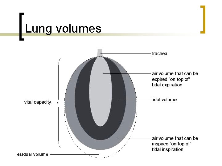 Lung volumes residual volume 