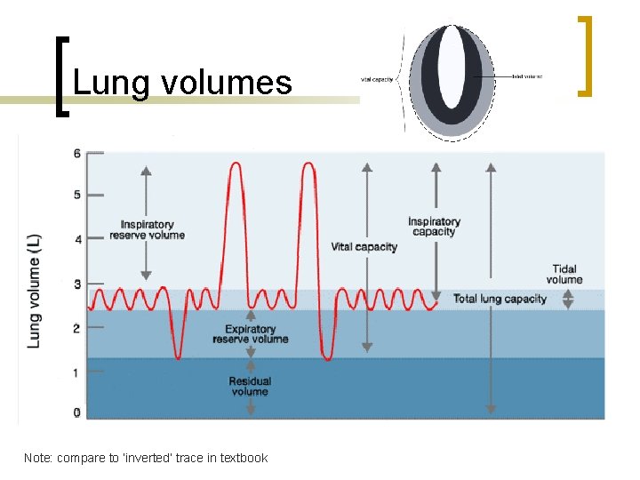 Lung volumes Note: compare to ‘inverted’ trace in textbook 