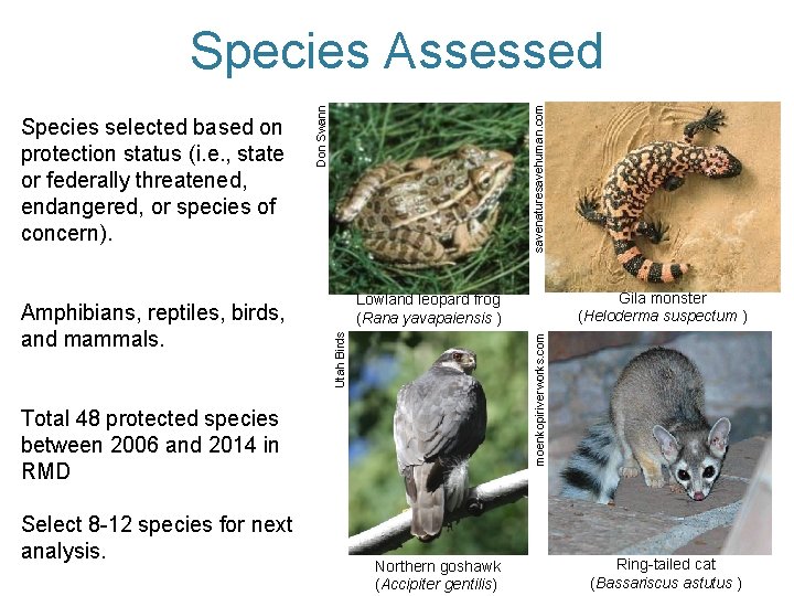 moenkopiriverworks. com Total 48 protected species between 2006 and 2014 in RMD Select 8
