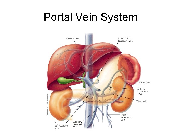 Portal Vein System 