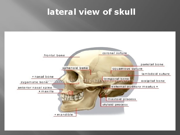 lateral view of skull 