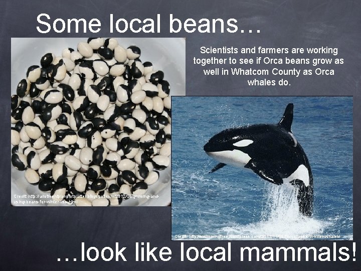 Some local beans… Scientists and farmers are working together to see if Orca beans