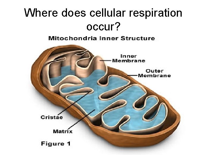 Where does cellular respiration occur? 