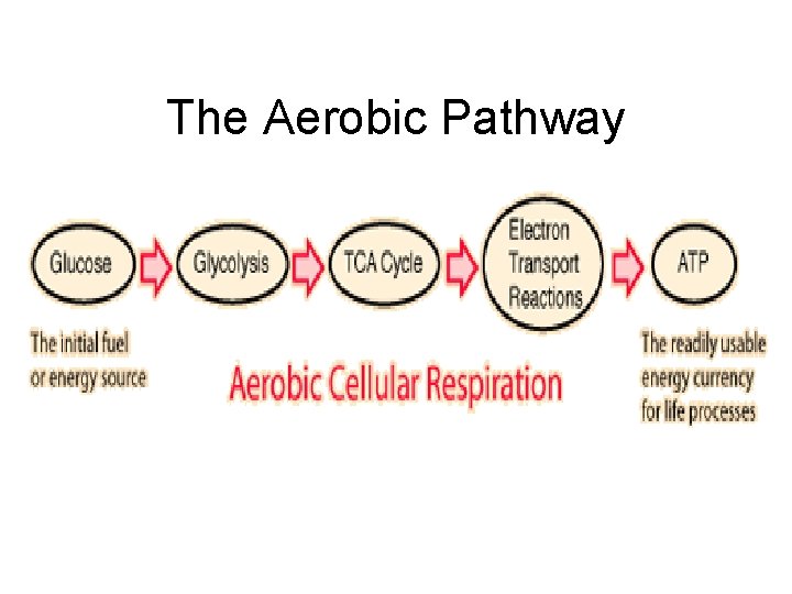 The Aerobic Pathway 