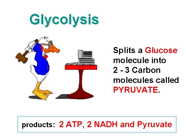 Glycolysis Splits a Glucose molecule into 2 - 3 Carbon molecules called PYRUVATE products: