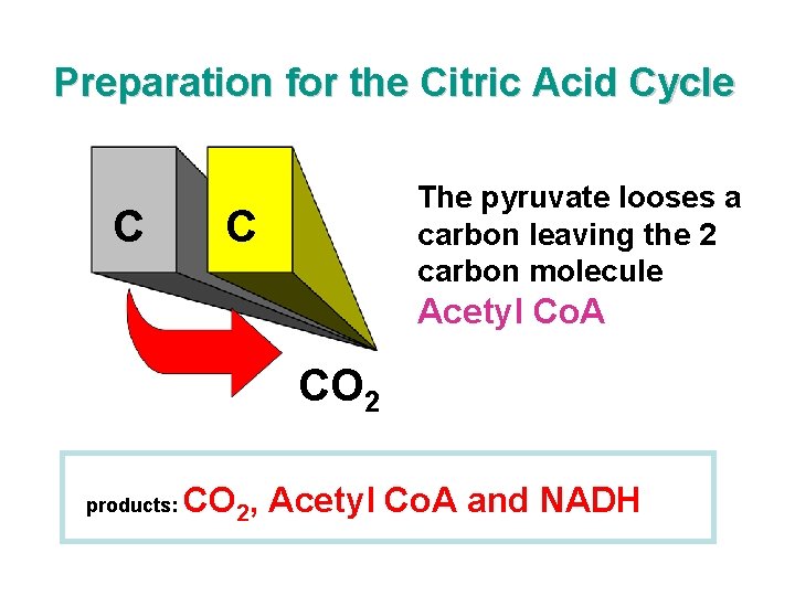 Preparation for the Citric Acid Cycle C The pyruvate looses a carbon leaving the
