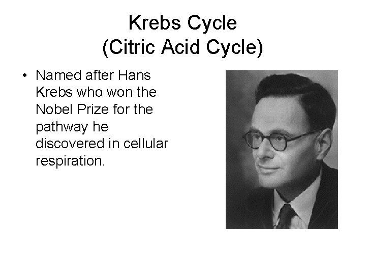 Krebs Cycle (Citric Acid Cycle) • Named after Hans Krebs who won the Nobel