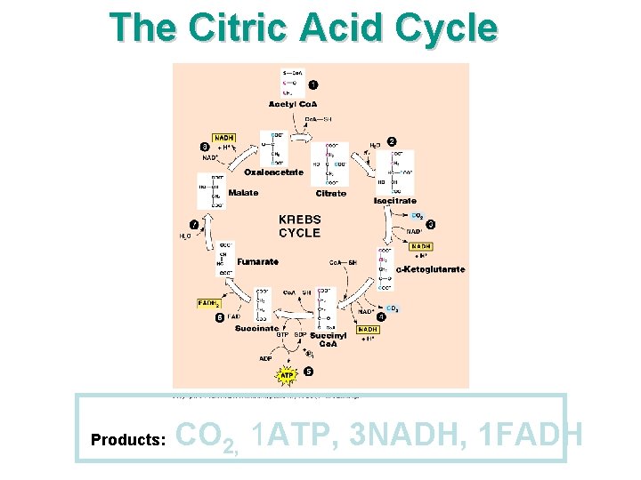 The Citric Acid Cycle Products: CO 2, 1 ATP, 3 NADH, 1 FADH 