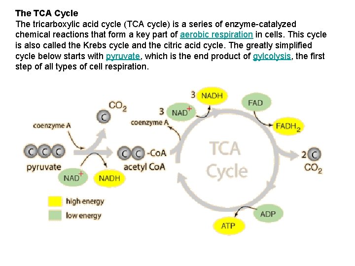 The TCA Cycle The tricarboxylic acid cycle (TCA cycle) is a series of enzyme-catalyzed