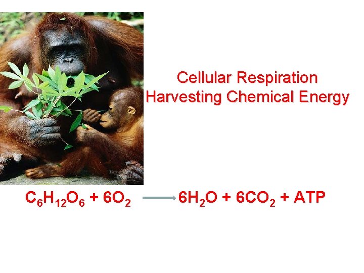 Cellular Respiration Harvesting Chemical Energy C 6 H 12 O 6 + 6 O