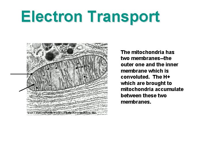 Electron Transport The mitochondria has two membranes--the outer one and the inner membrane which