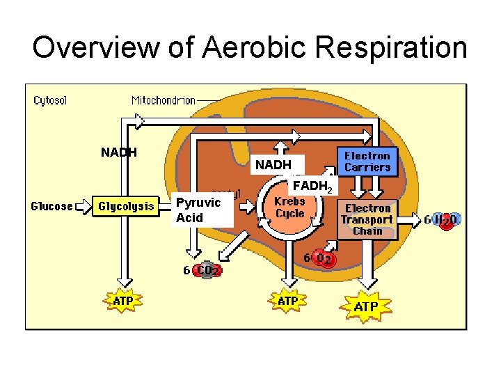Overview of Aerobic Respiration NADH FADH 2 Pyruvic Acid 