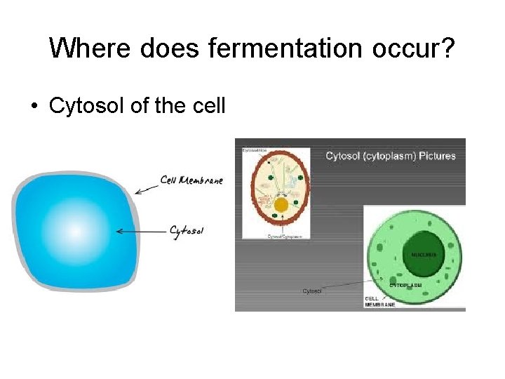 Where does fermentation occur? • Cytosol of the cell 