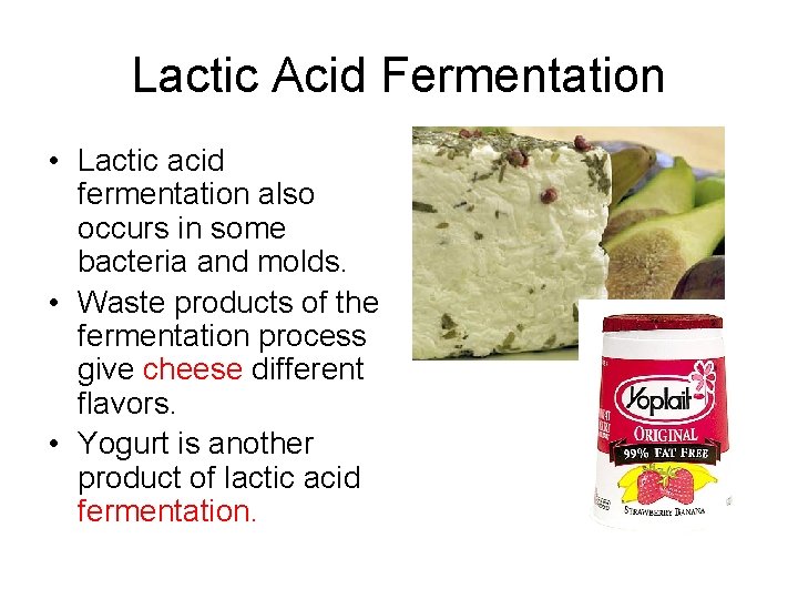 Lactic Acid Fermentation • Lactic acid fermentation also occurs in some bacteria and molds.