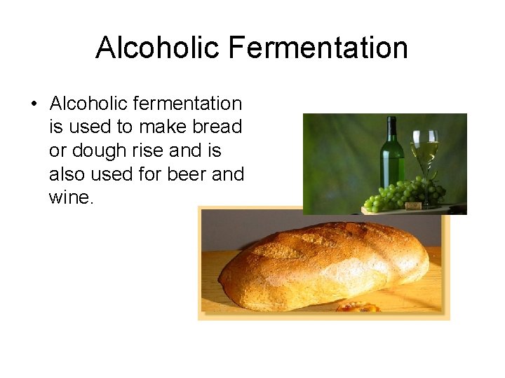 Alcoholic Fermentation • Alcoholic fermentation is used to make bread or dough rise and