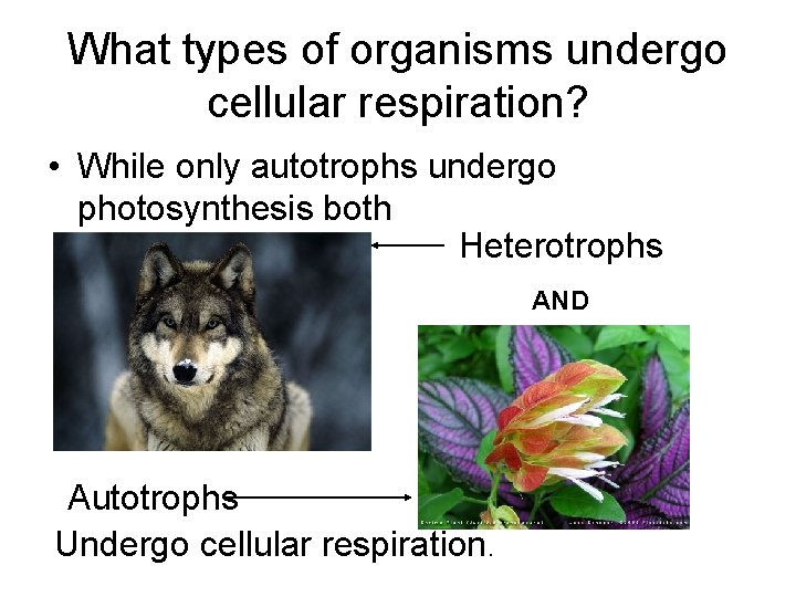 What types of organisms undergo cellular respiration? • While only autotrophs undergo photosynthesis both