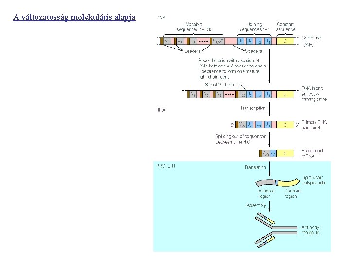 A változatosság molekuláris alapja 
