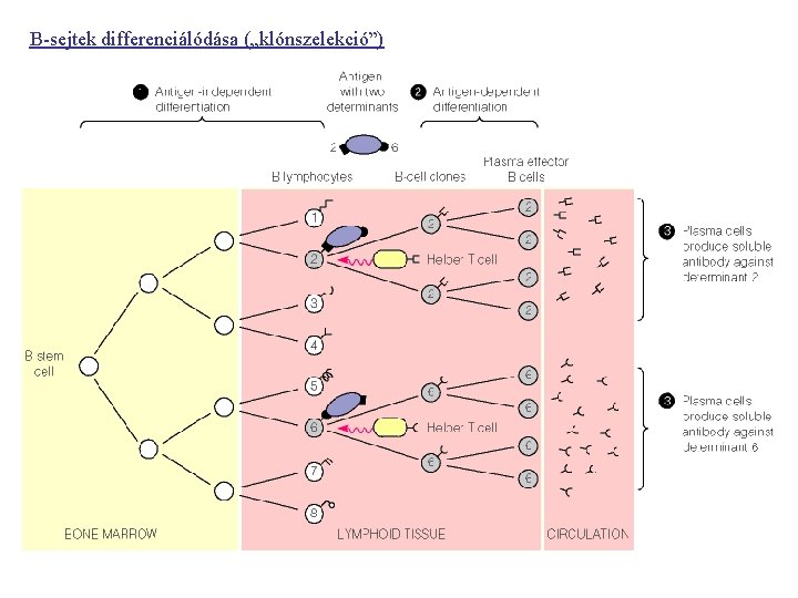 B-sejtek differenciálódása („klónszelekció”) 