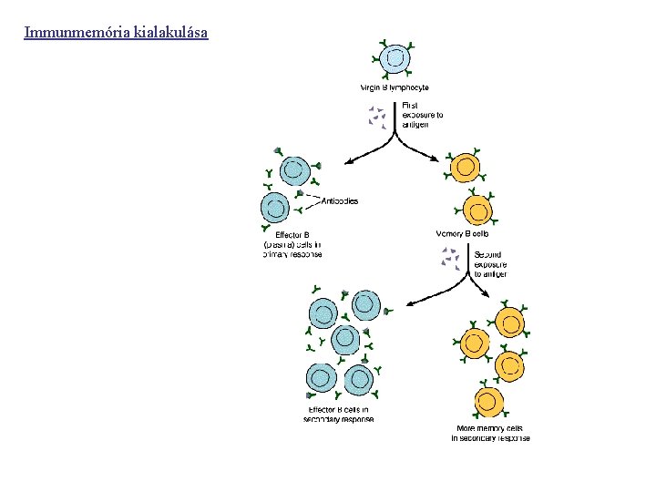 Immunmemória kialakulása 