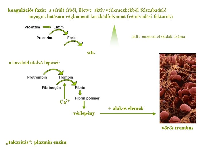 koagulációs fázis: a sérült érből, illetve aktív vérlemezkékből felszabaduló anyagok hatására végbemenő kaszkádfolyamat (véralvadási