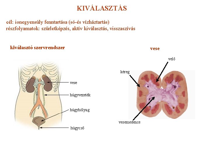 KIVÁLASZTÁS cél: ionegyensúly fenntartása (só-és vízháztartás) részfolyamatok: szűrletképzés, aktív kiválasztás, visszaszívás kiválasztó szervrendszer vese