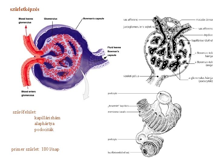 szűrletképzés szűrőfelület: kapillárishám alaphártya podociták primer szűrlet: 180 l/nap 