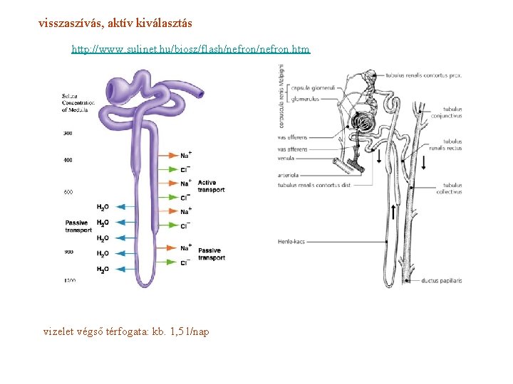 visszaszívás, aktív kiválasztás http: //www. sulinet. hu/biosz/flash/nefron. htm vizelet végső térfogata: kb. 1, 5