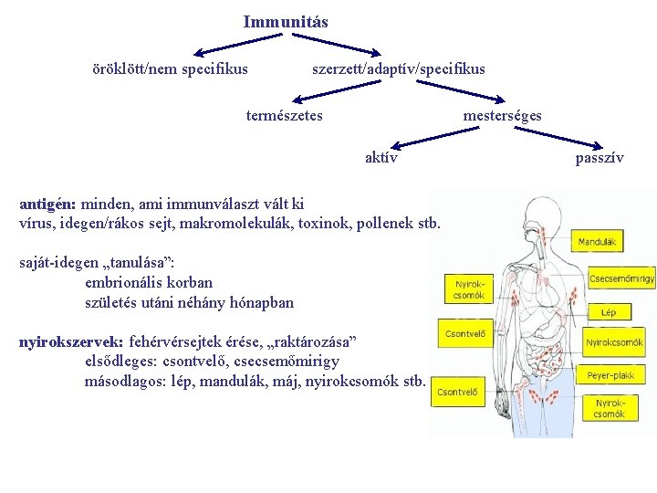 Immunitás öröklött/nem specifikus szerzett/adaptív/specifikus mesterséges természetes aktív antigén: minden, ami immunválaszt vált ki vírus,