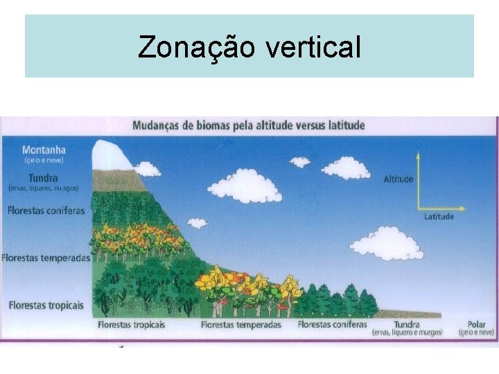 Zonação vertical 