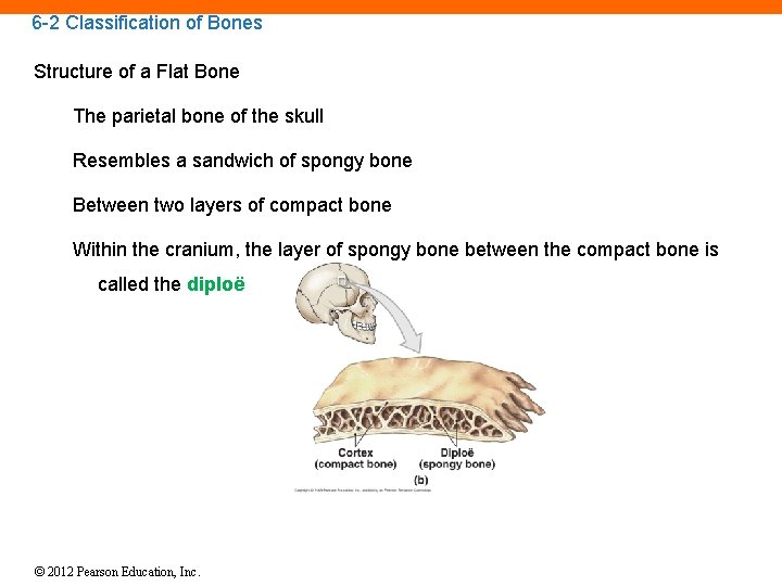 6 -2 Classification of Bones Structure of a Flat Bone The parietal bone of