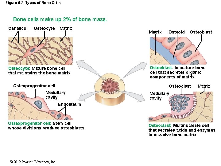 Figure 6 -3 Types of Bone Cells Bone cells make up 2% of bone