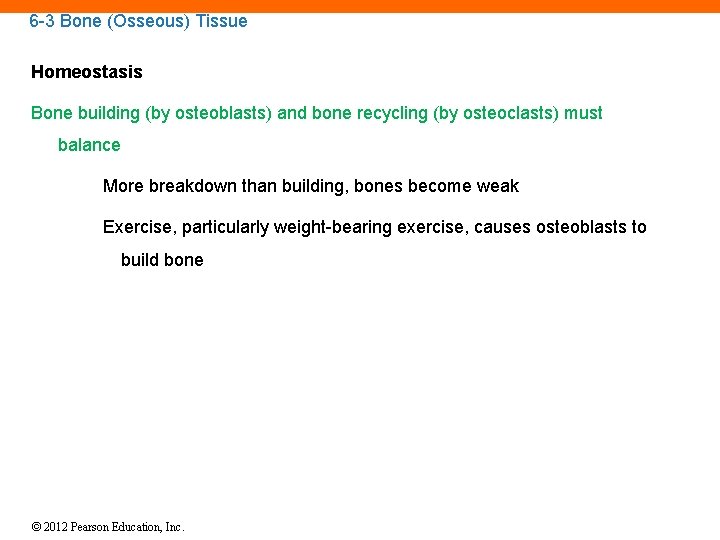 6 -3 Bone (Osseous) Tissue Homeostasis Bone building (by osteoblasts) and bone recycling (by
