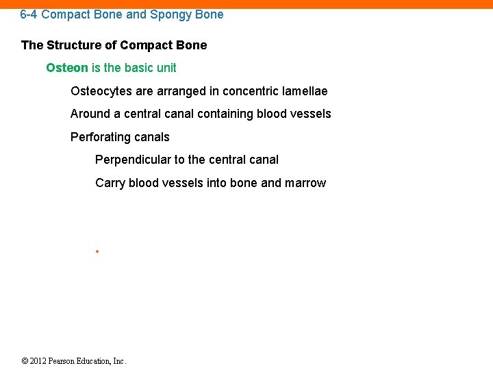 6 -4 Compact Bone and Spongy Bone The Structure of Compact Bone Osteon is