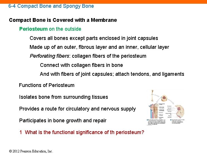 6 -4 Compact Bone and Spongy Bone Compact Bone is Covered with a Membrane