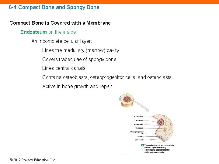 6 -4 Compact Bone and Spongy Bone Compact Bone is Covered with a Membrane