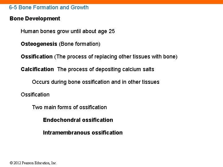 6 -5 Bone Formation and Growth Bone Development Human bones grow until about age