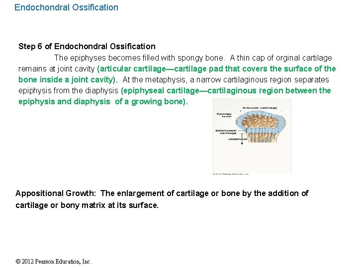 Endochondral Ossification Step 6 of Endochondral Ossification The epiphyses becomes filled with spongy bone.