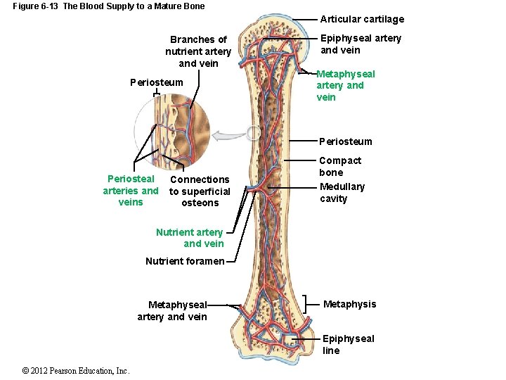 Figure 6 -13 The Blood Supply to a Mature Bone Articular cartilage Branches of
