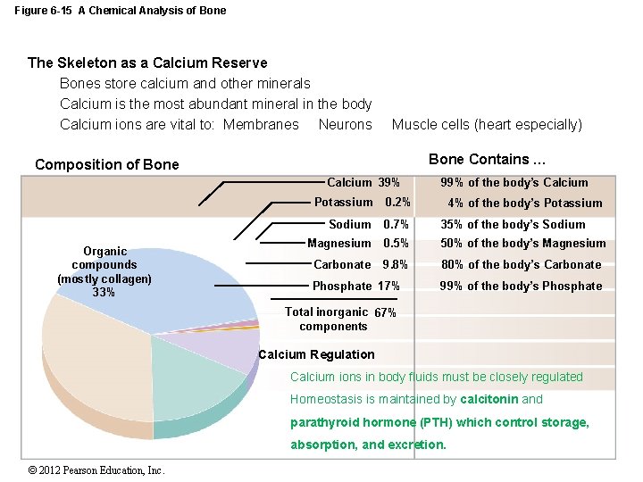 Figure 6 -15 A Chemical Analysis of Bone The Skeleton as a Calcium Reserve