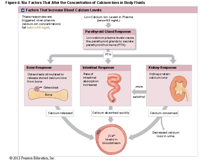 Figure 6 -16 a Factors That Alter the Concentration of Calcium Ions in Body