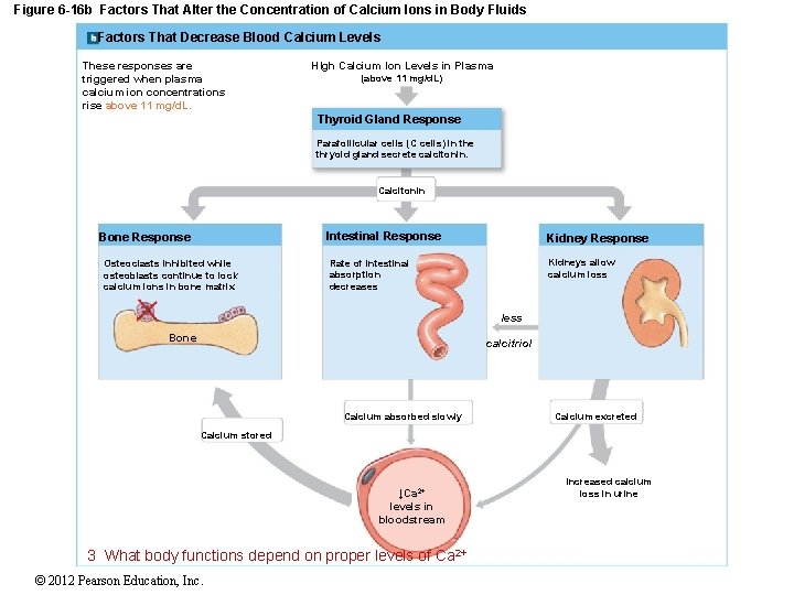 Figure 6 -16 b Factors That Alter the Concentration of Calcium Ions in Body