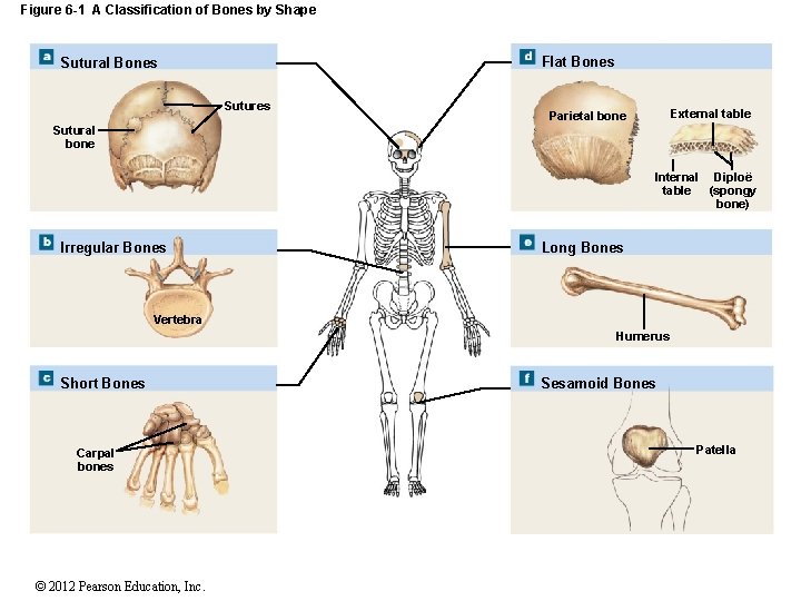 Figure 6 -1 A Classification of Bones by Shape Flat Bones Sutural Bones Sutures