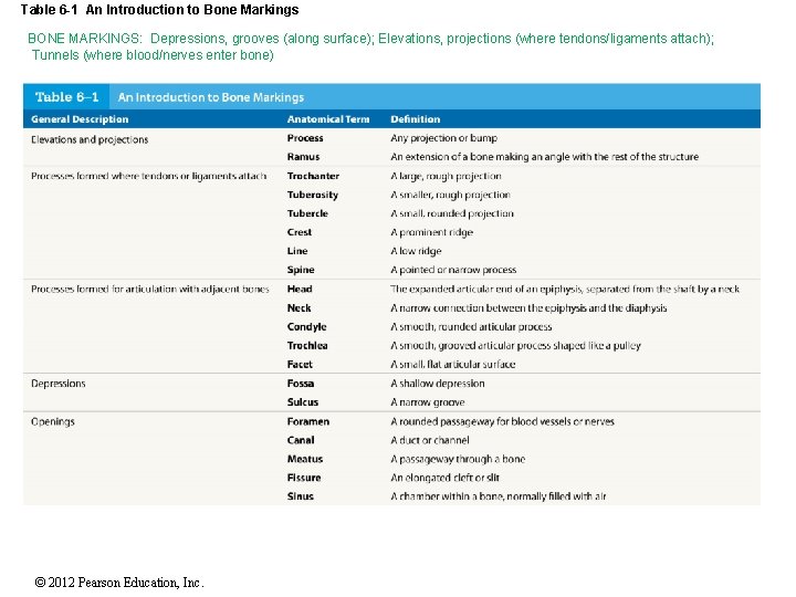 Table 6 -1 An Introduction to Bone Markings BONE MARKINGS: Depressions, grooves (along surface);