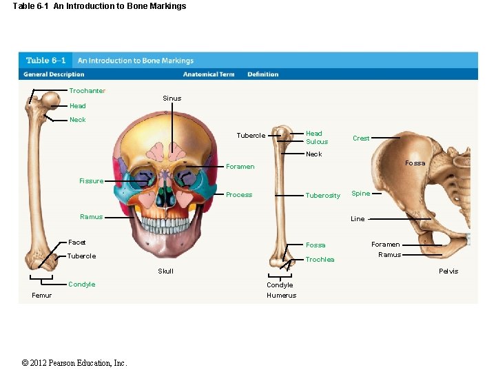 Table 6 -1 An Introduction to Bone Markings Trochanter Sinus Head Neck Head Sulcus