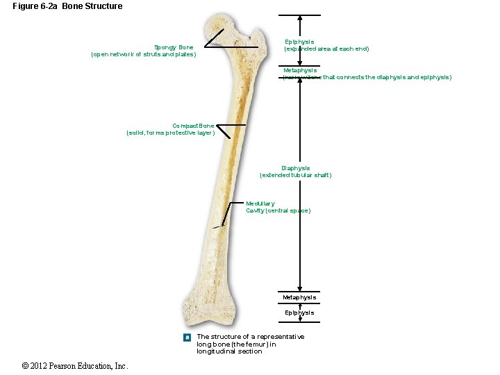 Figure 6 -2 a Bone Structure Epiphysis (expanded area at each end) Spongy Bone
