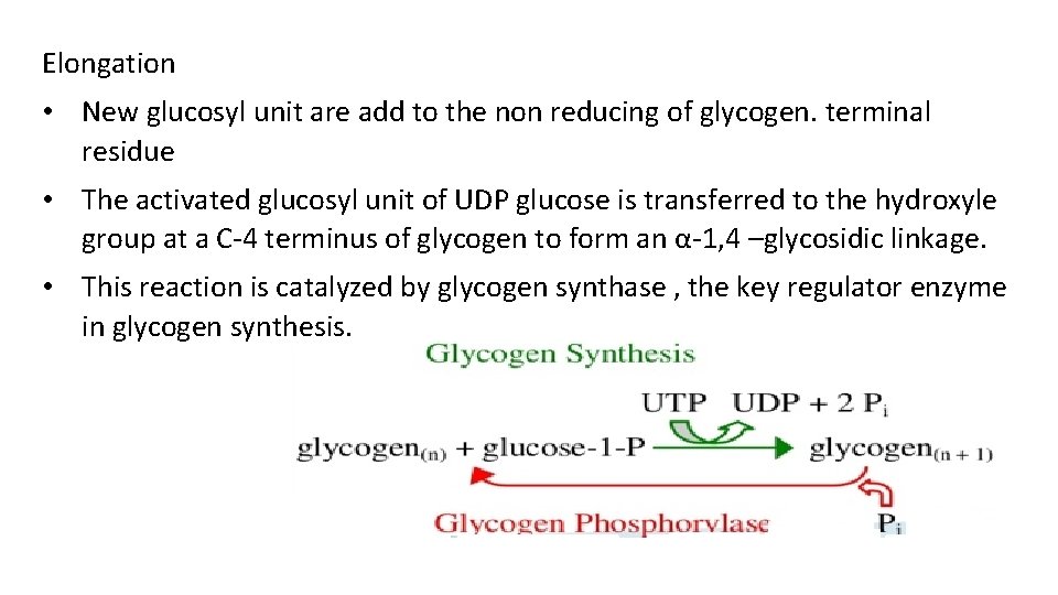 Elongation • New glucosyl unit are add to the non reducing of glycogen. terminal